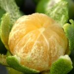 Bahaya Terlalu Banyak Makan Jeruk