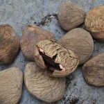 Kluwek Mengandung Sianida, Ini Cara Menghilangkannya